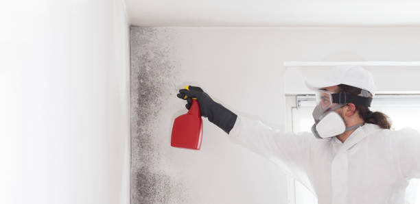Best Emergency Mold Removal  in West Lafayette, OH