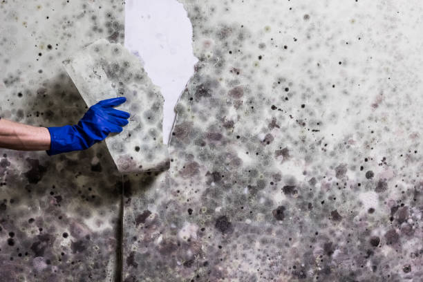 Best Professional Mold Removal  in West Lafayette, OH